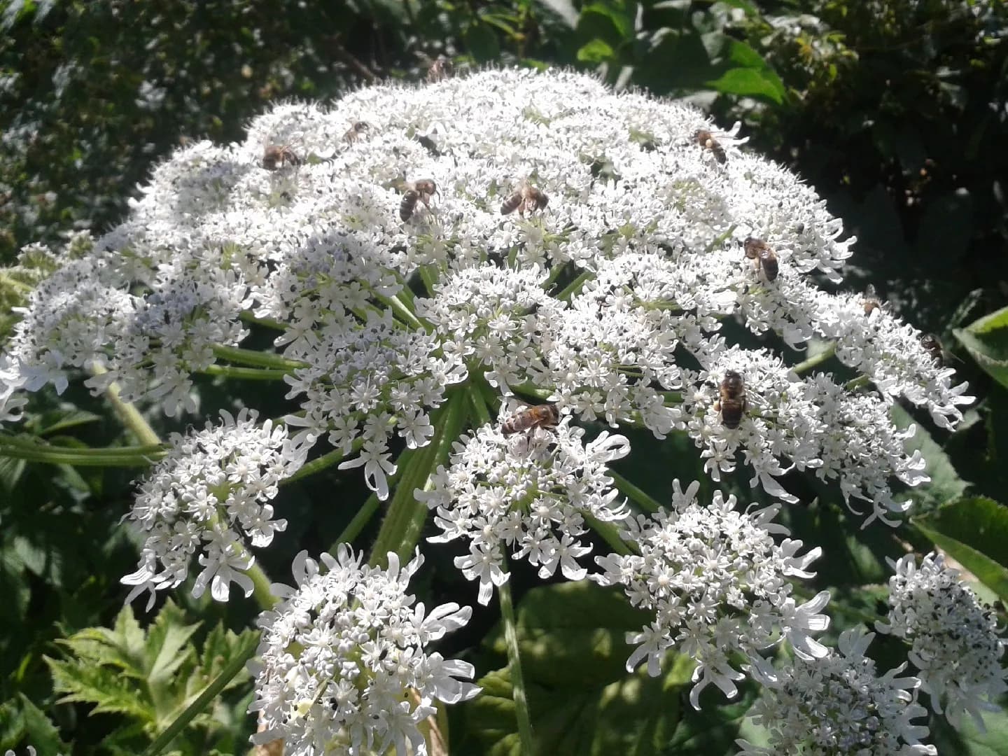 Giant hogweed (Heracleum mantegazzianum)