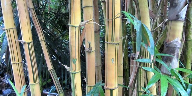 How Bamboo Can Invade Your Garden and What to Do About It