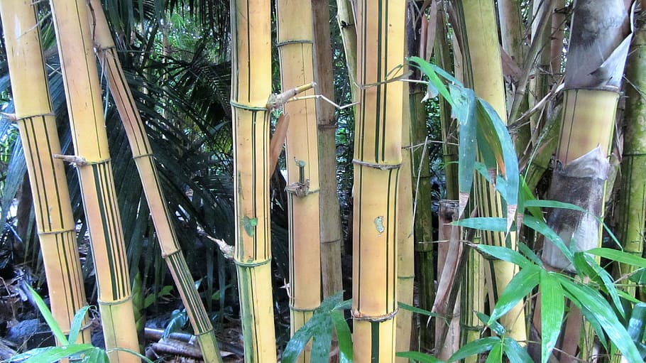 tropical bamboo