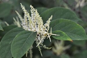 Japanese knotweed seeds