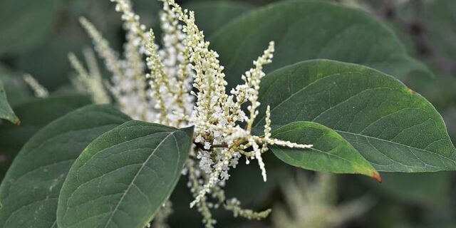Do you need to worry about Japanese Knotweed seeds in the UK?