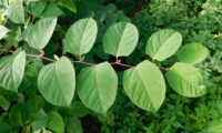 Japanese Knotweed: The Plant Taking Over Bristol Gardens