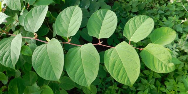 Japanese Knotweed: The Plant Taking Over Bristol Gardens