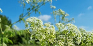 Hemlock in the summer