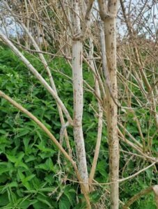 Hemlock in the winter