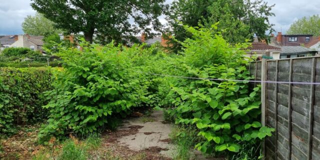 Do You Need Indemnity Insurance for Japanese Knotweed?