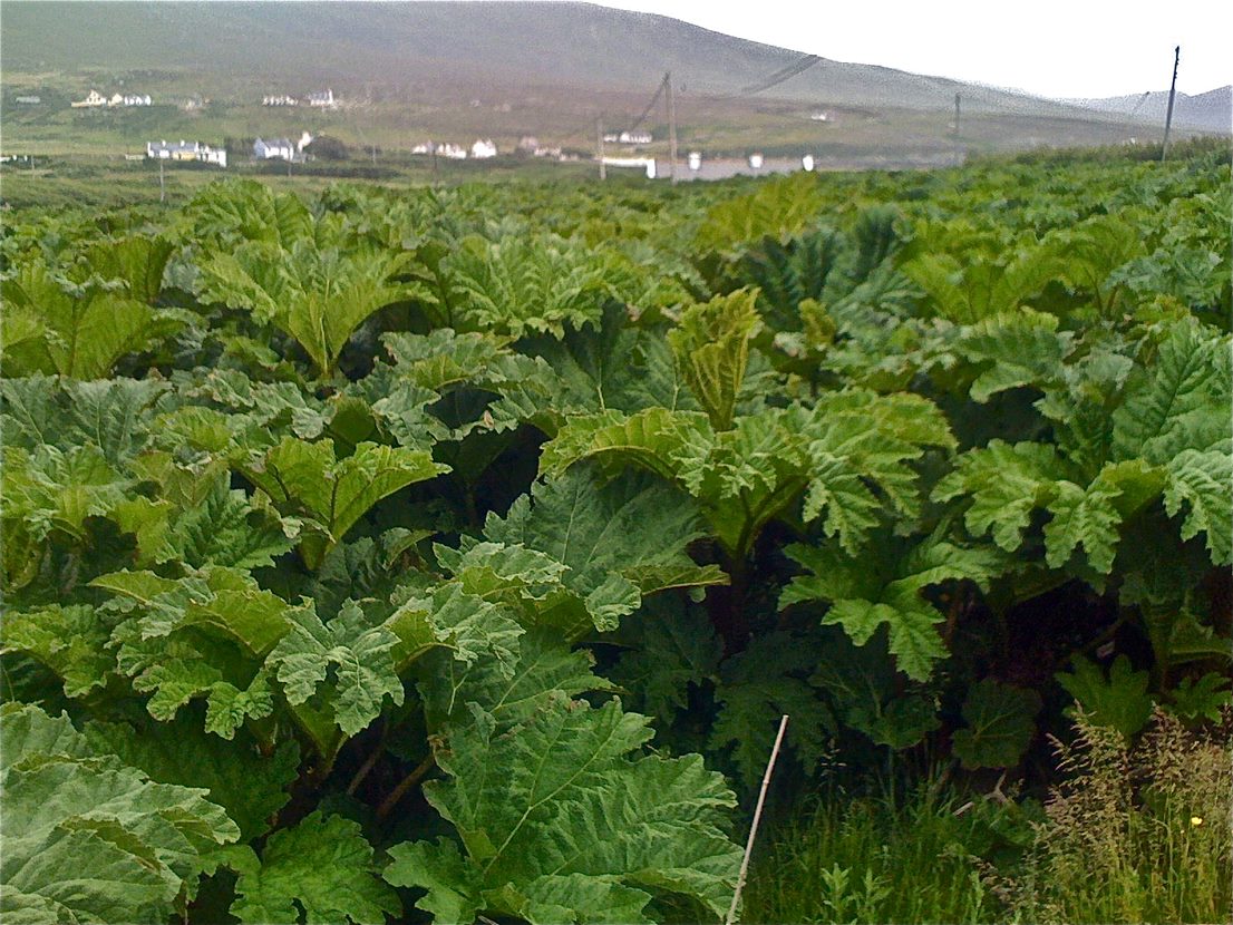 Has Giant Rhubarb Just Been Banned in the UK?