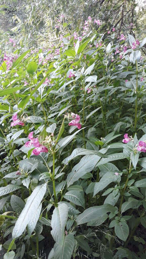 Himalayan Balsam in flower