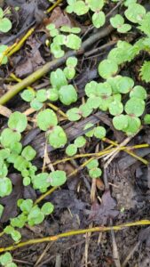 Himalayan Balsam March