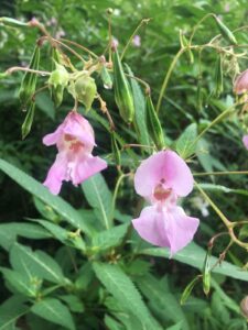 Himalayan Balsam in flower