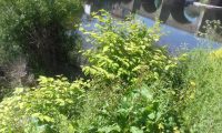 Investigation into Japanese Knotweed Spread in the UK