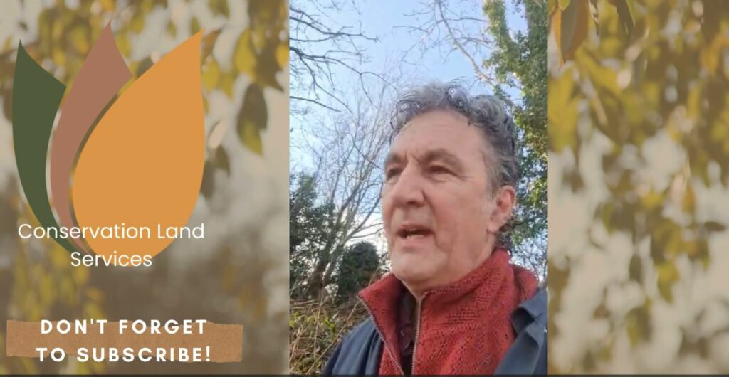 Japanese Knotweed Winter Management video