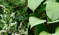 Can’t Tell the Difference Between Japanese Knotweed and Russian Vine?