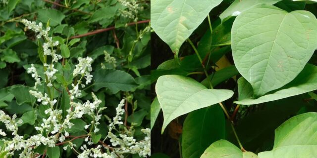 Can’t Tell the Difference Between Japanese Knotweed and Russian Vine?
