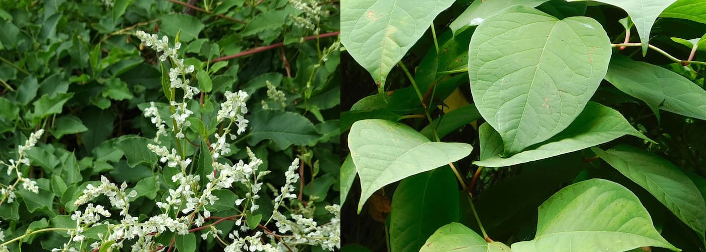 Can't Tell the Difference Between Japanese Knotweed and Russian Vine?