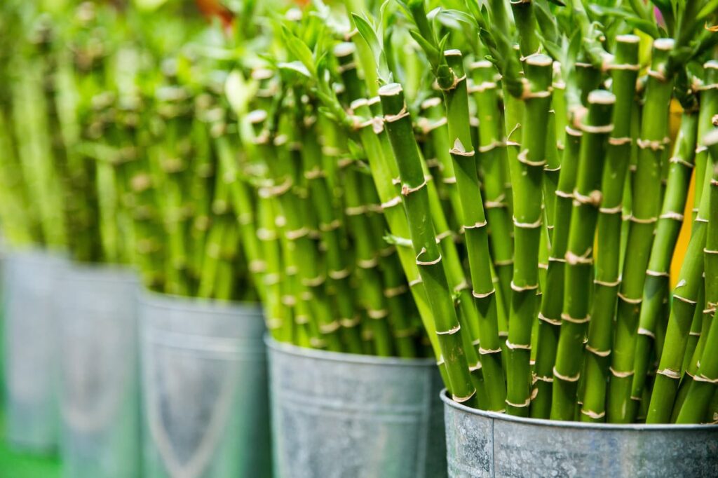 The Essential Guide to Cutting Bamboo