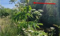 Giant Hogweed Burns: How to Recognise the Plant and What to Do If Its Sap Touches Your Skin
