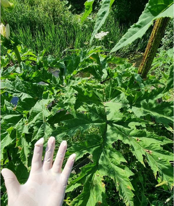 Example of a Giant Hogweed leaf.