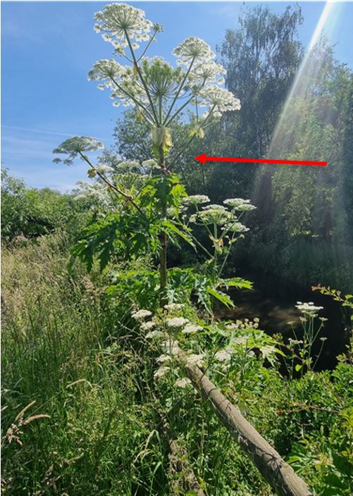 An example of Giant Hogweed with Common Hogweed in the foreground