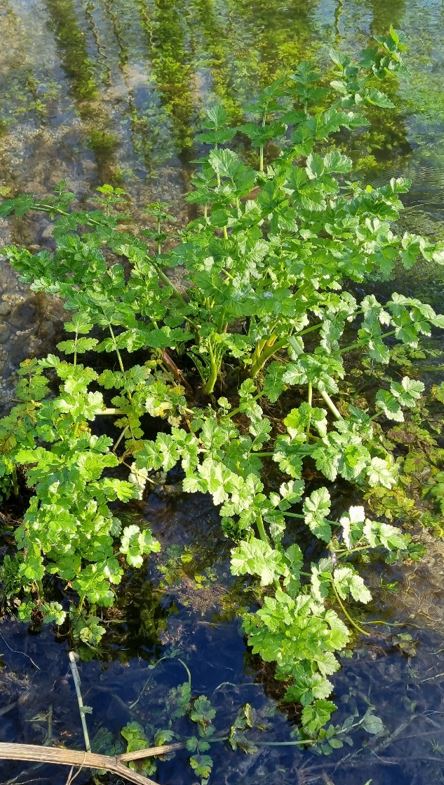 Hemlock Water Dropwort