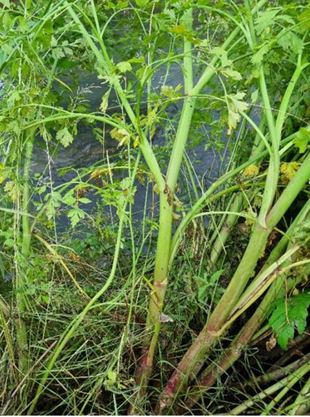 Hemlock Water Dropwort