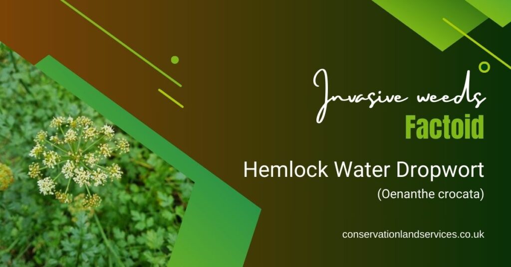Hemlock Water Dropwort FAQ
