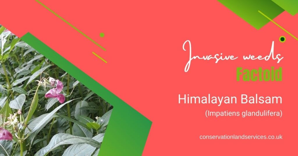 Himalayan Balsam Factoid