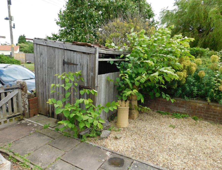 Japanese Knotweed growing from shed and paving