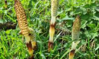 Field Horsetail (Equisetum arvense) What to Look for In Spring