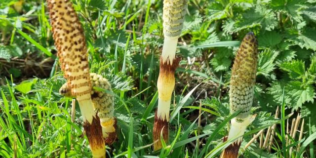 Field Horsetail (Equisetum arvense) What to Look for In Spring