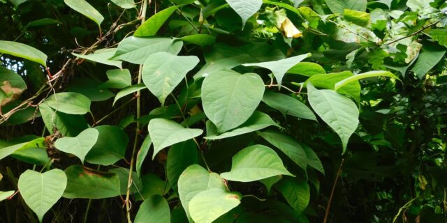 The Life Cycle of Japanese Knotweed in the UK