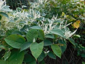 Japanese Knotweed in flower