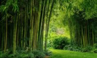 Bamboo and the Law in the UK