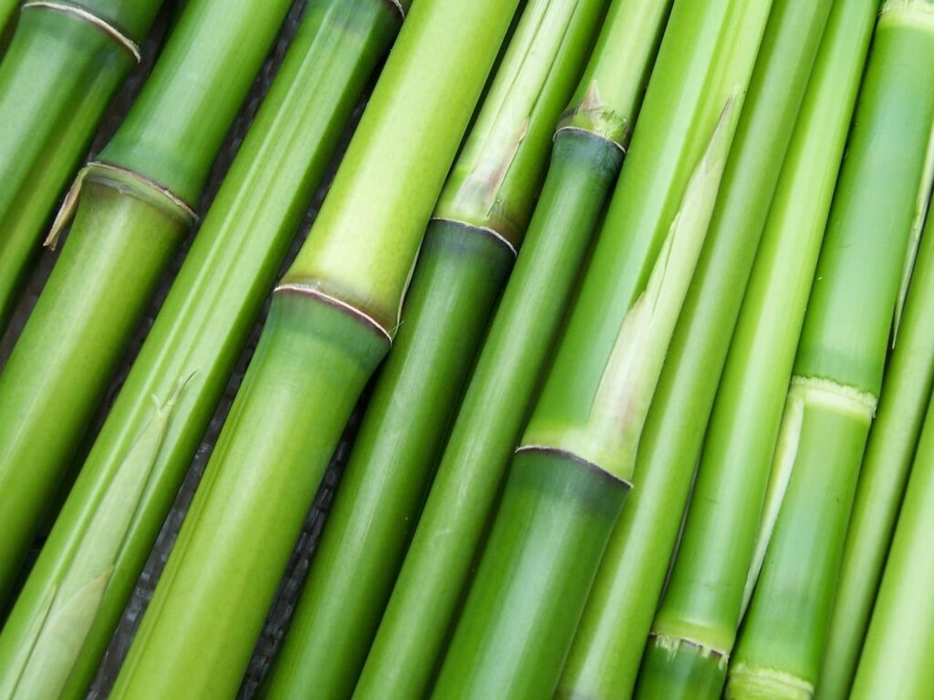 Bamboo