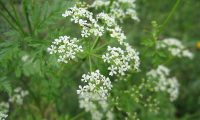 Tackling Hemlock: A Guide for UK Grounds and Land Managers