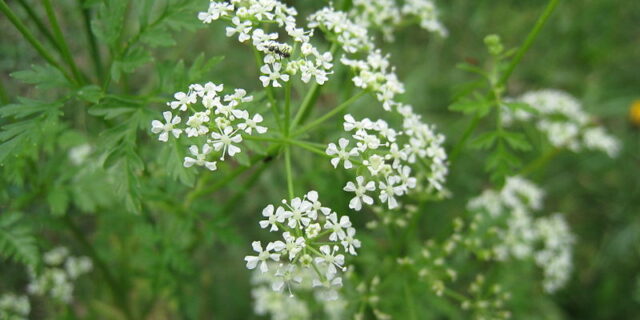 Tackling Hemlock: A Guide for UK Grounds and Land Managers