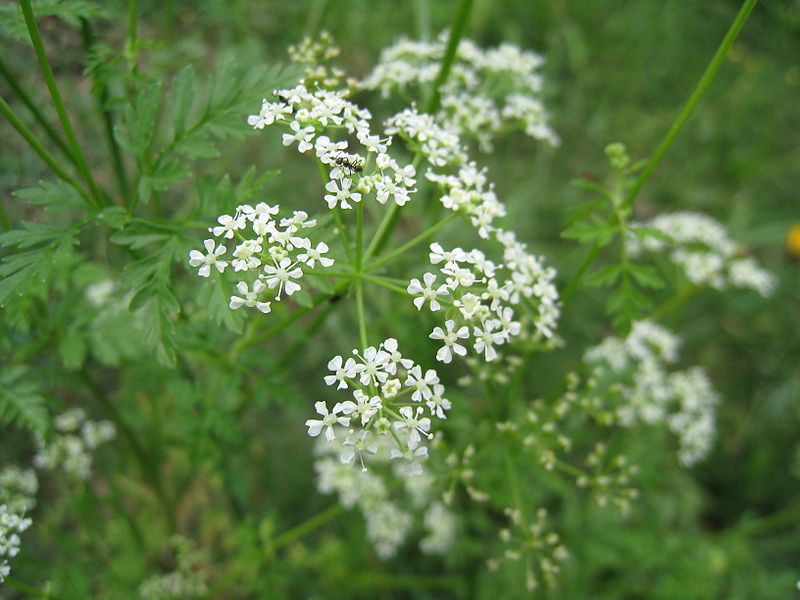 Tackling Hemlock: A Guide for UK Grounds and Land Managers