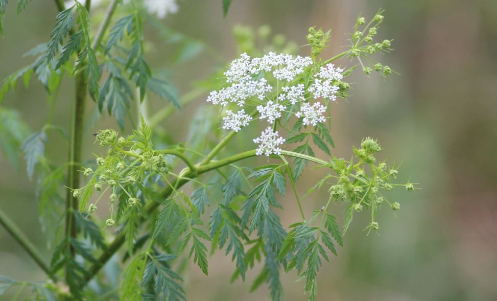 Hemlock