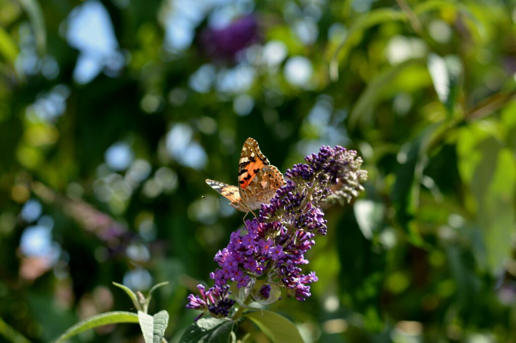 Buddleia