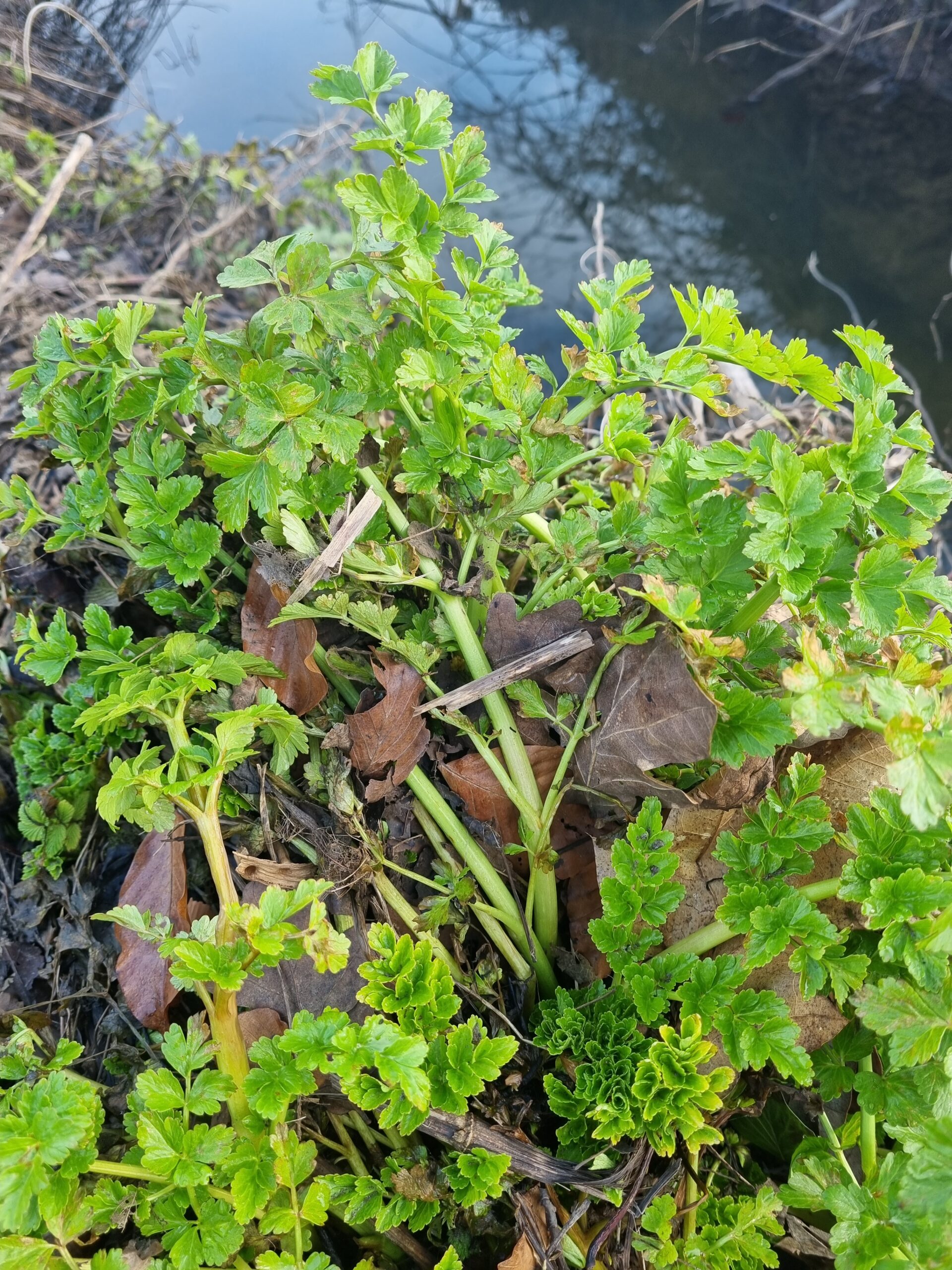 The Perils of Hemlock Water Dropwort: Identifying and Managing This Toxic Plant in Winter