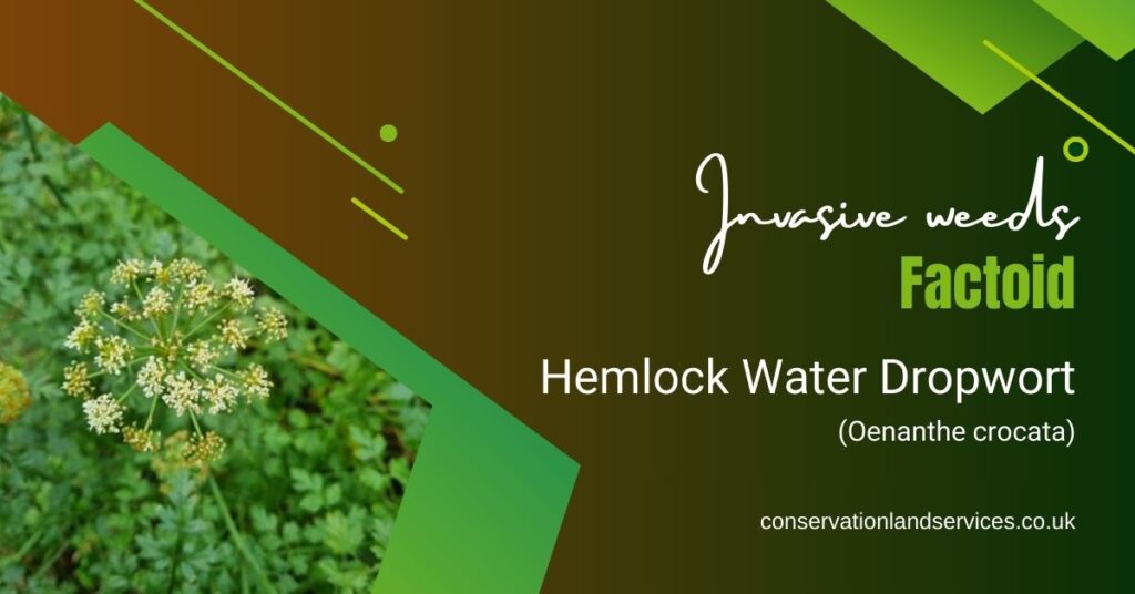 Hemlock Water Dropwort FAQs