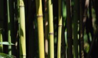 What’s the Current Legislation Concerning the Disposal of Bamboo?