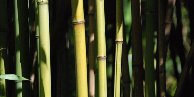 What’s the Current Legislation Concerning the Disposal of Bamboo?