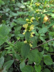 Yellow Archangel (Lamium galeobdolon)