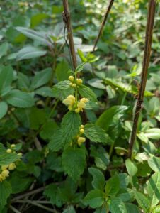 Yellow Archangel (Lamium galeobdolon)