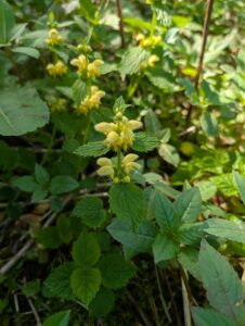 Yellow Archangel (Lamium galeobdolon)