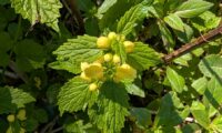 Native Yellow Archangel Identification in the UK