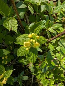 Yellow Archangel (Lamium galeobdolon)