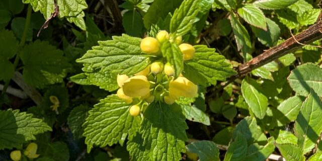 Native Yellow Archangel Identification in the UK