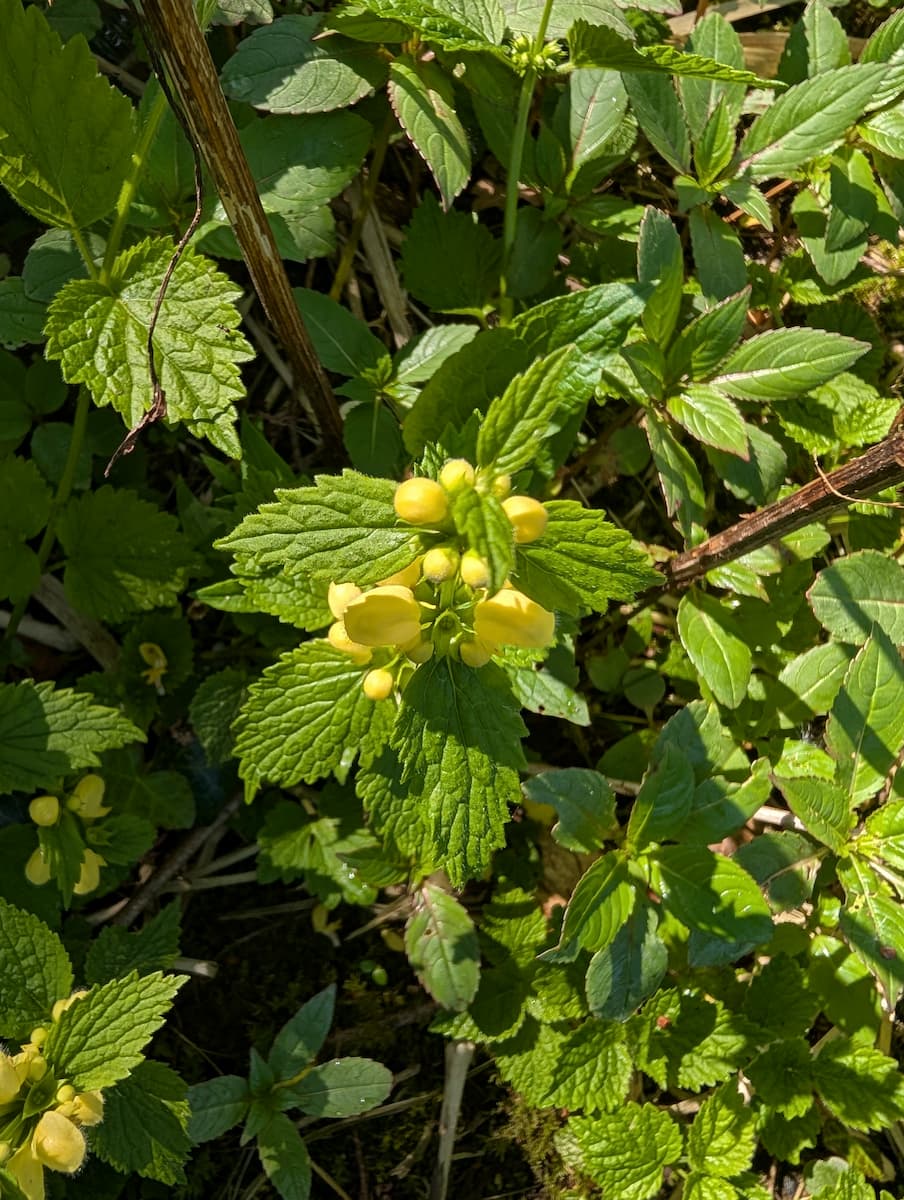 Native Yellow Archangel Identification in the UK